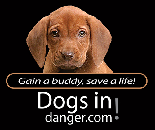 The only dog adoption charity website dedicated to dogs at risk of being killed in shelters.  #DogsInDanger