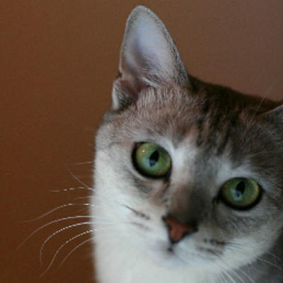 Aki Fukamin ダニエル シュミット 思考する猫 とにかく猫ってつかなかったら観なかった可能性大なのでタイトルに猫ってつくことの集客力や如何に Http T Co H0twhvahzf Aki Fukamin ダニエル シュミット 思考する猫 とにかく猫ってつかなかったら観なかった可能性大なのでタイトルに猫ってつくことの集客力や如何に Http T Co H0twhvahzf