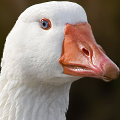 hostile_goose Profile Picture