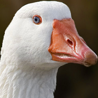 goose (@hostile_goose) 's Twitter Profile Photo goose (@hostile_goose) 's Twitter Profile Photo