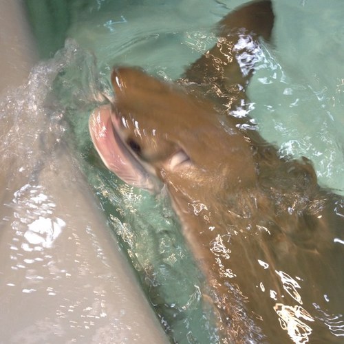 bowlingodess's profile picture. 