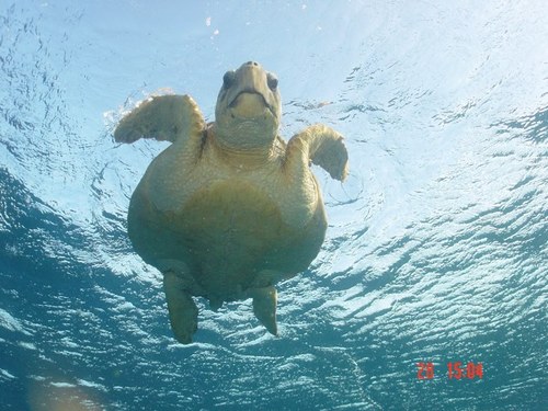 FirefishGary's profile picture. 