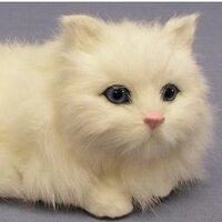 Furry_Cat (@_furrycat_) 's Twitter Profile