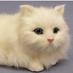 Furry_Cat (@_furrycat_) Twitter profile photo