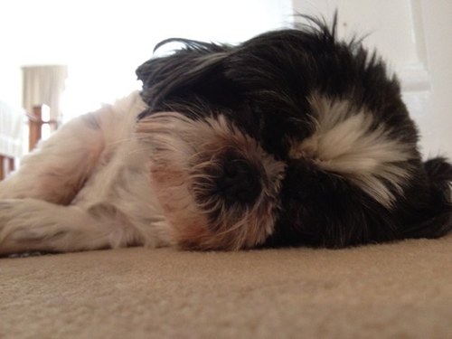 LaurenArton's profile picture. 