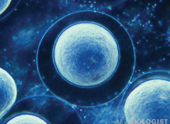 askabiologist's profile picture. Ask A Biologist is a program for the K-12 community and teachers.