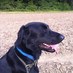Urban Gundog (@urbangundog) Twitter profile photo