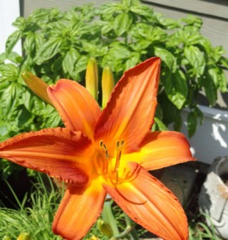 crozetcougar's profile picture. 