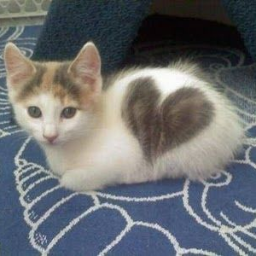 sado608jp's profile picture. いつかコミケに行きたいです