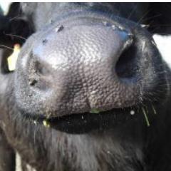 Buffellinda's profile picture. Buffellinda keeps the only milking buffalo herd in Scandinavia. The farm dairy produce swedish buffalo mozzarella. Hard work with true passion.