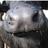 Buffellinda's profile image
