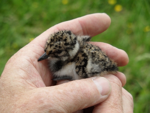 Weidevogelbescherming ˝AVEREEST˝ stelt zich als doel zoveel mogelijk  broedende weidevogels te beschermen, opdat meer legsels uitkomen en kuikens overleven.