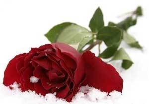 ccustcc's profile picture. ....