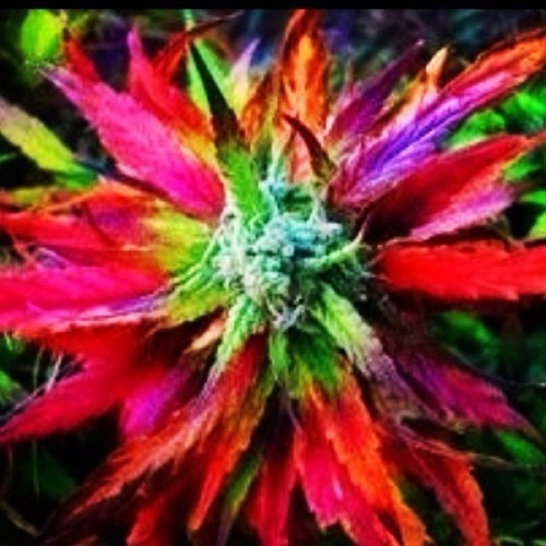 I❤WEED