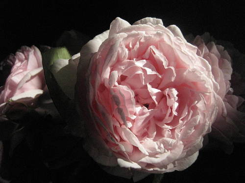 kkauffman45's profile picture. professional medium and consultant for Kentucky Paranormal Investigations