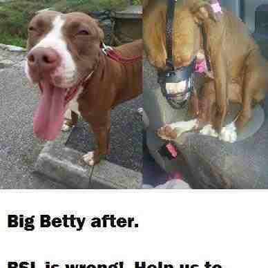 On the 17th Sept 2012, both Big Betty and Jessica were seized by police because of BSL! Please help us save Jessica and Betty. Seized because of their looks!