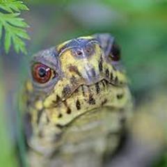 prichinna's profile picture. I Love Full Moons-Turtles-Egg Sandwiches- Black Hair-Capital Letters. I Loathe Giblets-Men in Spandex-Caged Birds- Voicemail