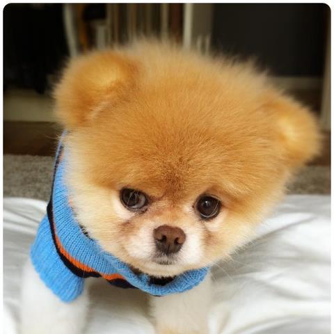 Hi I'm Boo The Worlds Cutest Dog!!!   :-)