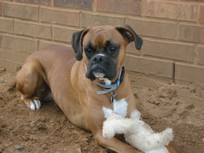 PetsFaces's profile picture. http://t.co/YzozAEr1U4 is like Facebook for pets.  Load your favorite pix & let other users rate images.