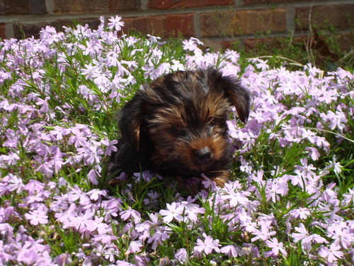 AUJenn08's profile picture. Auburn '08 grad! War Eagle!!!