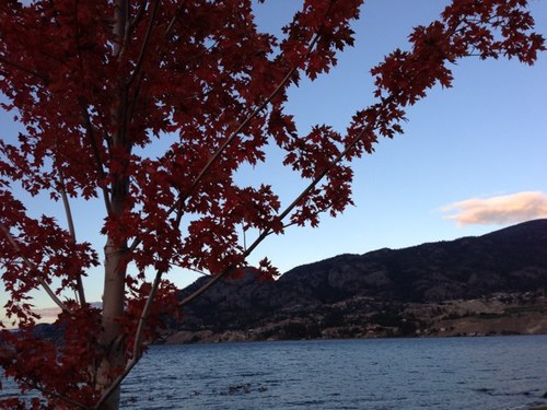 nbcSkaha1's profile picture. 