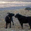 Darla Bejnar - @dhbejnar - Twitter