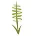 Pineview Plants (@ColinMoat1) Twitter profile photo