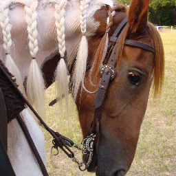 f1medina's profile picture. Hays CISD Chief Human Resources Officer