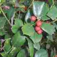 Noelophile (@noelophile) 's Twitter Profile Photo