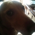 Albert Casas (@aposiacc) Twitter profile photo