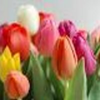 Yolanda (@pinkyyous) 's Twitter Profile