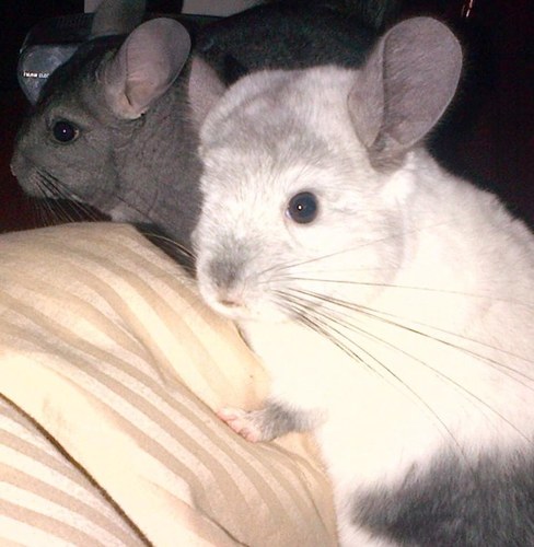 sneakymus's profile picture. my goal in life is to get behind the entertainment center.