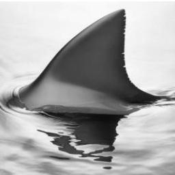 In search of interesting shark related videos/stories. Occasionally weigh in on other subject's as well.