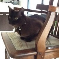 Maureen Collibee (@collibma) 's Twitter Profile