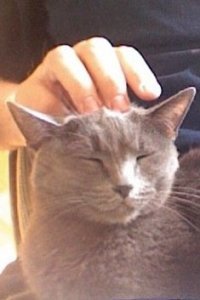 andrew_tillman's profile picture. Mobile Software Developer, Juijiteiro, Gamer.