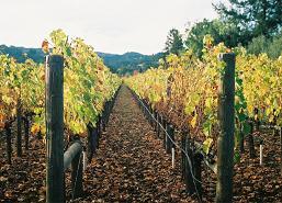 Showcasing the best Twitter feeds from the Napa Valley in real time!