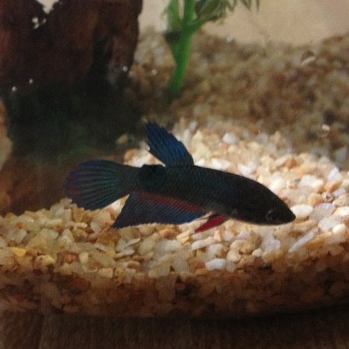 TotoBrains's profile picture. Just a small betta baby observing the girls of 401