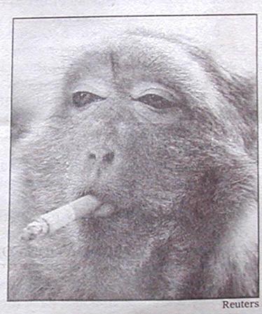 monkeystilskin's profile picture. 