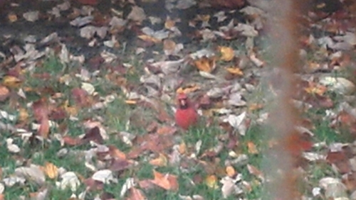 LaskinRich's profile picture. 