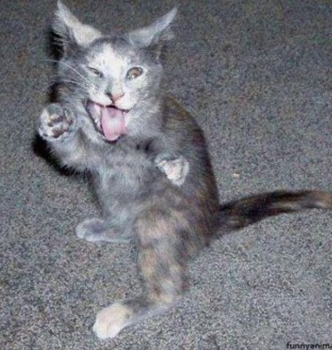 Yeah so I love cats... #TeamFollowBack