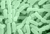 Explaining, expounding and pontificating (is that a word) about the super benefits of taking a daily probiotic. This is not some hyped up craze. Take a look!!