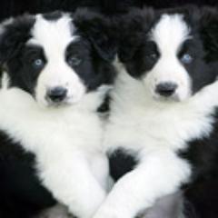 Enjoy Border Collie Puppies Photos, Videos. Quotes and Sayings about your lovely dogs and pets.