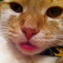 soupboy's profile picture. chef, proud geek, vinyl enthusiest