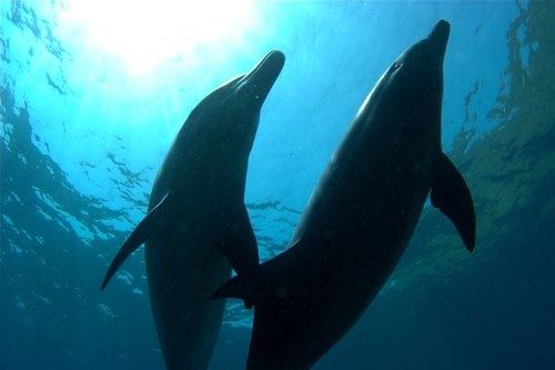 ネコとイルカと歌と海