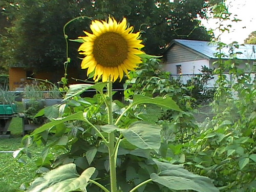 9planets's profile picture. I'm from Bohol, Philippines. Welcome to my twitter!