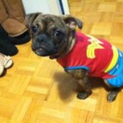 so now im a super hero wonder doggy! lovin john adams, TW, the script, lawson, union j, the vamps, 5sos