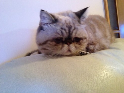 tammykuku's profile picture. 