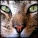 Bengal cat lovers information and more