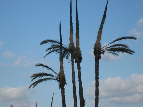 M'entretinc amb la gestió de les il·lusions, les ones de la mar, les identitats del cor, les veus del meu país, els fassers de l'ànima, les sendes del destí