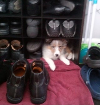 cherylbellew's profile picture. 